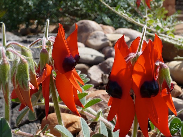 AustraliaAdelaide 10  121-1